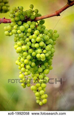 grape bunch hanging on the vine View Large Photo Image Stock Photo - grape bunch hanging on the vine. Fotosearch