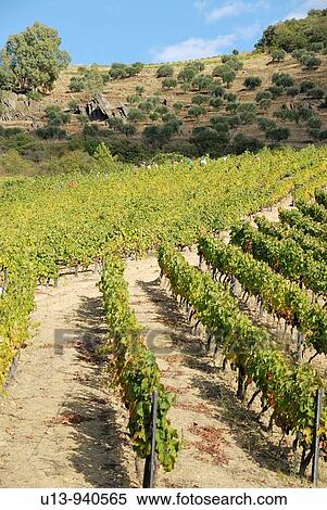 Grape Fields at the Symington States, Pinhao, Duoro Valley, Duoro, Portugal View Large Photo Image Stock Photography - Grape Fields at the Symington States, Pinhao, Duoro Valley, Duoro, Portugal. Fotosearch