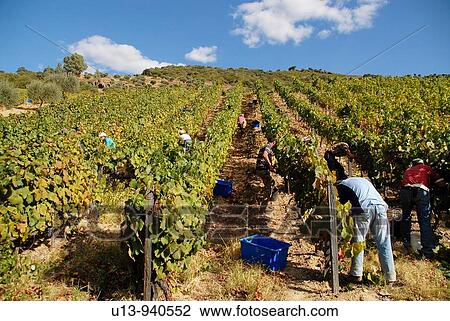 Grape Harvest at the Fields in the Symington States, Pinhao, Duoro Valley, Duoro, Portugal View Large Photo Image Stock Image - Grape Harvest at the Fields in the Symington States, Pinhao, Duoro Valley, Duoro, Portugal. Fotosearch