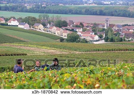 grape harvest in Cote des Bars vineyard around Celles-sur-Ource,, Aube department, Champagne-Ardenne region, France, Europe View Large Photo Image Stock Image - grape harvest in Cote des Bars vineyard around Celles-sur-Ource,, Aube department, Champagne-Ardenne region, France, Europe. Fotosearch