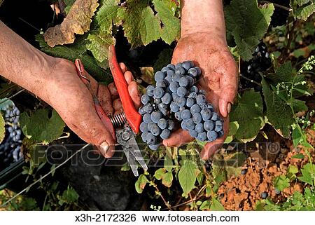 grape harvest in vineyards around Beaune, Cote-d Or department, Burgundy region, France, Europe. View Large Photo Image Stock Photograph - grape harvest in vineyards around Beaune, Cote-d Or department, Burgundy region, France, Europe.. Fotosearch