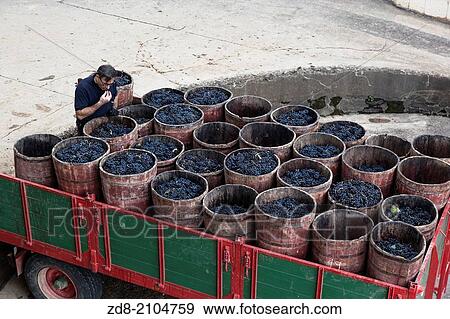 Grape harvest in winery via tondonia in haro. la rioja. spain. View Large Photo Image Stock Photo - Grape harvest in winery via tondonia in haro. la rioja. spain.. Fotosearch