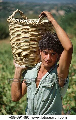 Stock Image - Grape harvest. Paphos region, Cyprus. Fotosearch