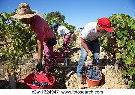 grape harvest, vineyards, chianti, area of brolio, province of siena, tuscany, italy, europe View Large Photo Image Stock Photo - grape harvest, vineyards, chianti, area of brolio, province of siena, tuscany, italy, europe. Fotosearch