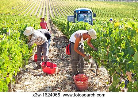grape harvest, vineyards, chianti, area of brolio, province of siena, tuscany, italy, europe View Large Photo Image Stock Photography - grape harvest, vineyards, chianti, area of brolio, province of siena, tuscany, italy, europe. Fotosearch