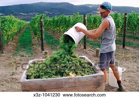 Grape harvesting, Lubiana vineyard, near New Norfolk in Southern Tasmania, Australia View Large Photo Image Stock Image - Grape harvesting, Lubiana vineyard, near New Norfolk in Southern Tasmania, Australia. Fotosearch
