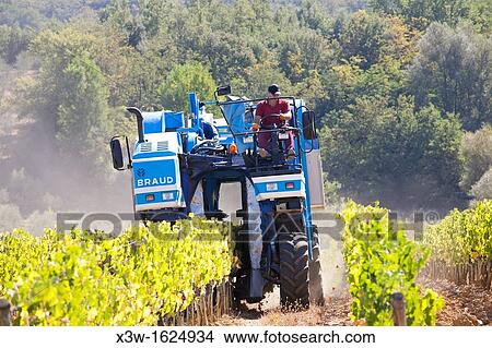 grape harvesting machine, grape harvest, vineyards, chianti, area of brolio, province of siena, tuscany, italy, europe View Large Photo Image Picture - grape harvesting machine, grape harvest, vineyards, chianti, area of brolio, province of siena, tuscany, italy, europe. Fotosearch