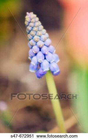 Grape Hyacinth. Muscari armeniacum. March 2007, Maryland, USA View Large Photo Image Stock Image - Grape Hyacinth. Muscari armeniacum. March 2007, Maryland, USA. Fotosearch