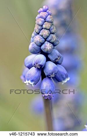 Stock Image - Grape hyacinth, Muscari in bloom Single stem of grape hyacinth. Fotosearch