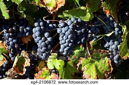 Grape Nulles Alt Camp Tarragona Catalua Spain - Europe. View Large Photo Image Stock Image - Grape Nulles Alt Camp Tarragona Catalua Spain - Europe.. Fotosearch