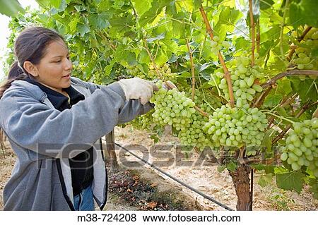 Stock Photo - Grape picker, Clayhouse vineyard, Paso Robles, California, USA. Fotosearch