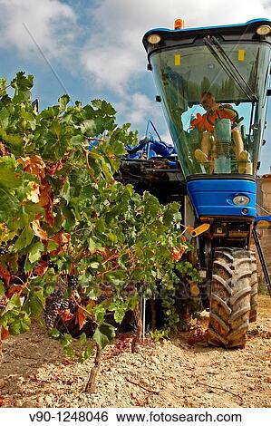 Grape tractor, El Pened? s, Catalonia, Spain View Large Photo Image Stock Photograph - Grape tractor, El Pened? s, Catalonia, Spain. Fotosearch