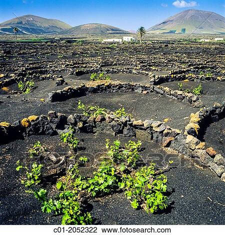 Grape vines growing in volcanic soil La Geria Lanzarote Canary Islands Spain. View Large Photo Image Stock Image - Grape vines growing in volcanic soil La Geria Lanzarote Canary Islands Spain.. Fotosearch