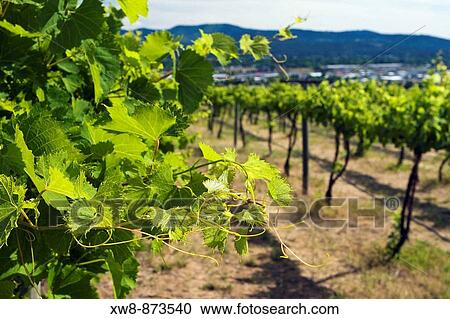 Stock Image - Grape vines in a Washington vineyard. Fotosearch