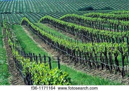 Picture - Grape vines in spring at Cambria Winery, Santa Maria Valley, Santa Maria, Santa Barbara County, California. Fotosearch