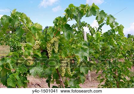 Grape vineyards in the Finger Lakes region of New York State View Large Photo Image Stock Image - Grape vineyards in the Finger Lakes region of New York State. Fotosearch