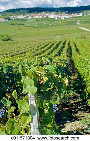 Grapes and Vineyards landscape. Hautvillers. Champagne. France View Large Photo Image Picture - Grapes and Vineyards landscape. Hautvillers. Champagne. France. Fotosearch