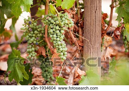 Grapes at vineyards and winery in Talagante Chile View Large Photo Image Picture - Grapes at vineyards and winery in Talagante Chile. Fotosearch