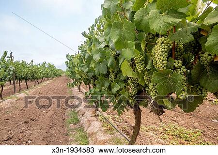 Grapes at vineyards and winery in Talagante Chile View Large Photo Image Stock Image - Grapes at vineyards and winery in Talagante Chile. Fotosearch