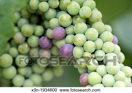 Stock Image - Grapes at vineyards and winery in Talagante Chile. Fotosearch