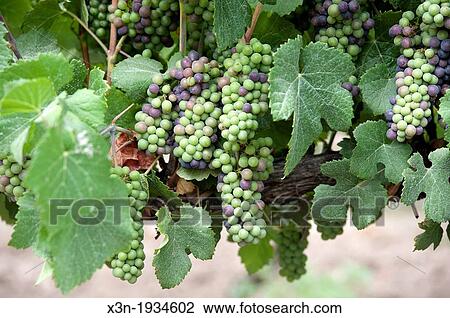 Stock Image - Grapes at vineyards and winery in Talagante Chile. Fotosearch