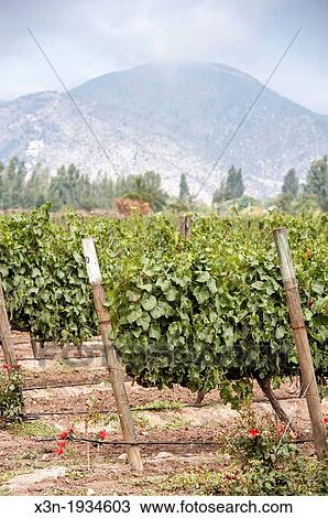 Grapes at vineyards and winery in Talagante Chile View Large Photo Image Stock Image - Grapes at vineyards and winery in Talagante Chile. Fotosearch