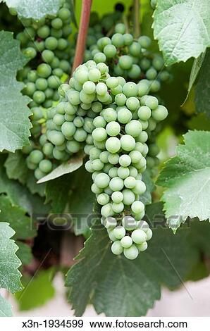 Stock Photo - Grapes at vineyards and winery in Talagante Chile. Fotosearch