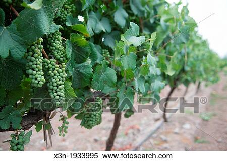 Grapes at vineyards and winery in Talagante Chile View Large Photo Image Stock Photography - Grapes at vineyards and winery in Talagante Chile. Fotosearch