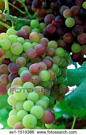 grapes, Bages, Catalonia, Spain. View Large Photo Image Stock Photograph - grapes, Bages, Catalonia, Spain.. Fotosearch