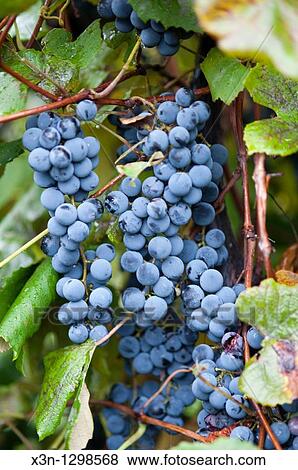 Stock Photo - Grapes, Erie, Pennsylvania, USA.. Fotosearch