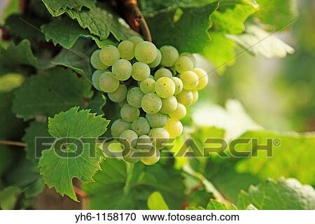 Grapes, Germany, Rheinland-Pfalz, Bernkastel-Kues View Large Photo Image Stock Image - Grapes, Germany, Rheinland-Pfalz, Bernkastel-Kues. Fotosearch