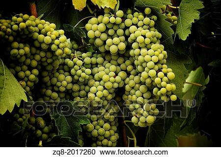 grapes in the vineyard of winemaker. vineyard in autumn florence italy. View Large Photo Image Stock Image - grapes in the vineyard of winemaker. vineyard in autumn florence italy.. Fotosearch