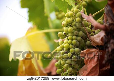 grapes in the vineyard of winemaker. vineyard in autumn florence italy. View Large Photo Image Stock Photo - grapes in the vineyard of winemaker. vineyard in autumn florence italy.. Fotosearch