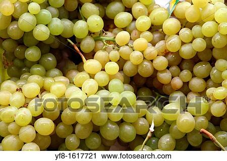 Grapes, La Boquer? a Market, Barcelona, Catalonia, Spain View Large Photo Image Stock Image - Grapes, La Boquer? a Market, Barcelona, Catalonia, Spain. Fotosearch