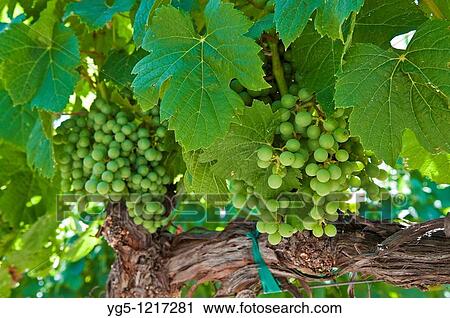 Grapes on a vine in Napa Valley, California, USA View Large Photo Image Stock Image - Grapes on a vine in Napa Valley, California, USA. Fotosearch