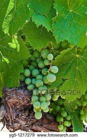 Grapes on a vine in Napa Valley, California, USA View Large Photo Image Stock Photo - Grapes on a vine in Napa Valley, California, USA. Fotosearch