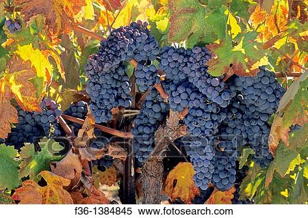 Grapes on vine in fall, Villa Toscana Winery, near Plymouth, Shenandoah Valley, Amador County, California View Large Photo Image Stock Photography - Grapes on vine in fall, Villa Toscana Winery, near Plymouth, Shenandoah Valley, Amador County, California. Fotosearch