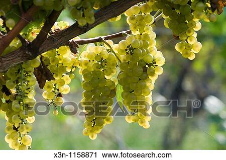 Grapes View Large Photo Image Stock Image - Grapes. Fotosearch