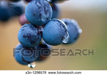 Stock Photo - Grapes. Fotosearch