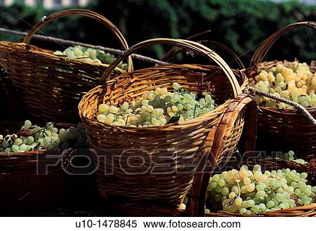 Grapes, Turpan, Xinjiang View Large Photo Image Stock Photography - Grapes, Turpan, Xinjiang. Fotosearch