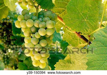 Grapes,? txakoli? vineyards. Getaria, Guipzcoa, Euskadi, Spain View Large Photo Image Picture - Grapes,? txakoli? vineyards. Getaria, Guipzcoa, Euskadi, Spain. Fotosearch