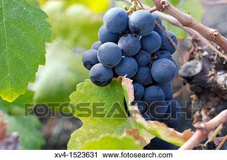 Grapevine at Haria village Lanzarote, Canary Islands, Spain View Large Photo Image Stock Image - Grapevine at Haria village Lanzarote, Canary Islands, Spain. Fotosearch