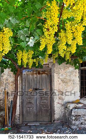Grapevine, Emponas, Rhodes, Dodecanese islands, Greece, Europe View Large Photo Image Stock Image - Grapevine, Emponas, Rhodes, Dodecanese islands, Greece, Europe. Fotosearch