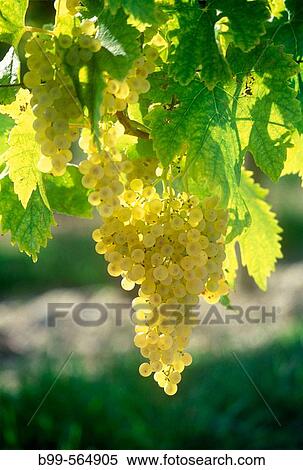 Grapevine, Saint Preuil village, Grande Champagne de Cognac, Charente, France. View Large Photo Image Stock Photography - Grapevine, Saint Preuil village, Grande Champagne de Cognac, Charente, France.. Fotosearch