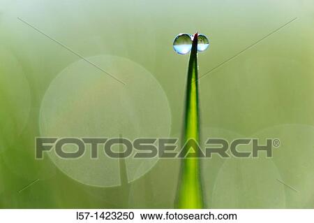 Gras covered in dew drops, Switzerland View Large Photo Image Stock Image - Gras covered in dew drops, Switzerland. Fotosearch