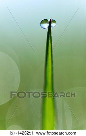 Stock Image - Gras covered in dew drops, Switzerland. Fotosearch