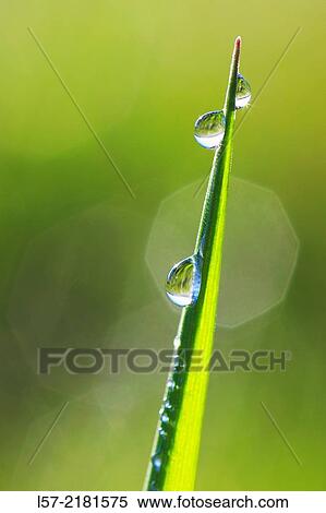 Gras covered in dew drops, Switzerland. View Large Photo Image Stock Photography - Gras covered in dew drops, Switzerland.. Fotosearch