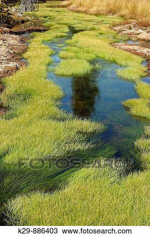 Stock Image - Grass and algae colonies in Obsidian Creek. Fotosearch