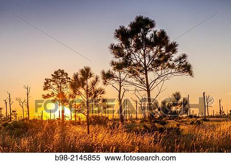 Grass and weeds backlit at sunrise on Horn Island at Sunrise off the coast of Mississippi near Biloxi. View Large Photo Image Stock Photography - Grass and weeds backlit at sunrise on Horn Island at Sunrise off the coast of Mississippi near Biloxi.. Fotosearch
