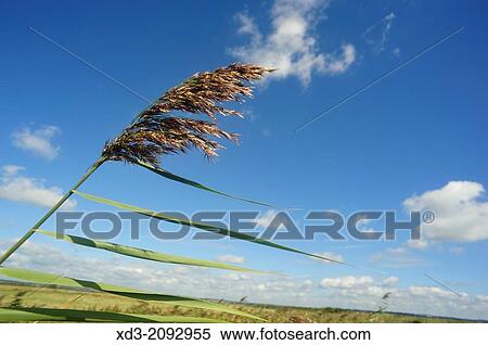 grass blowing in wind near Folkestone, Kent, England. View Large Photo Image Stock Photography - grass blowing in wind near Folkestone, Kent, England.. Fotosearch